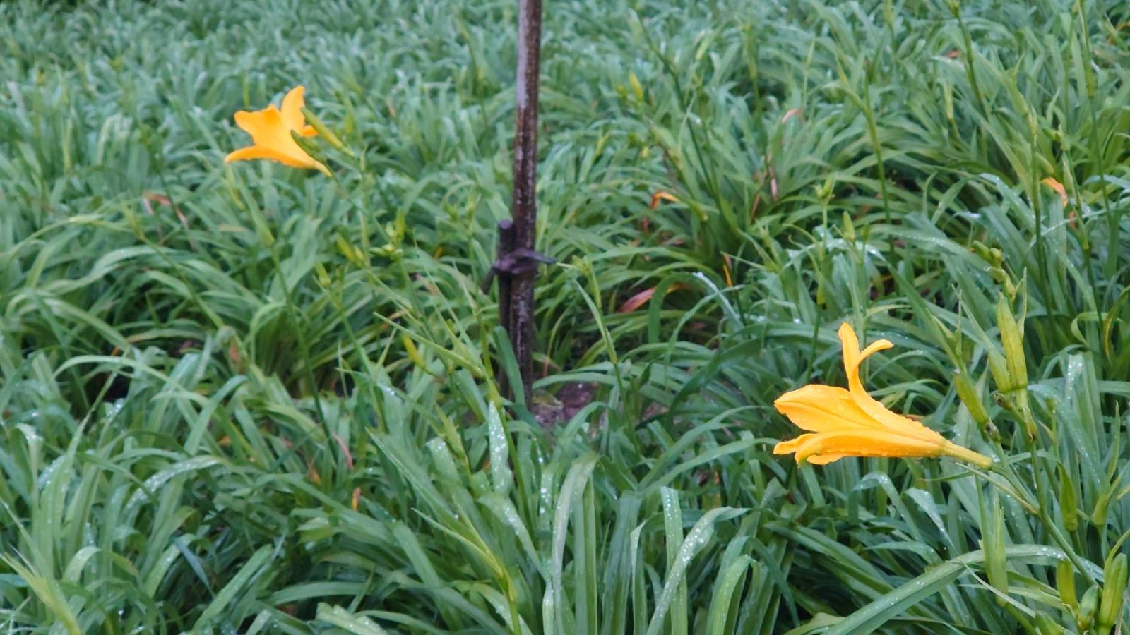 （有影片）／台東7號金針花罕見現象：花壇鄉虎山巖開出姐妹花 - https://www.watchmedia01.com