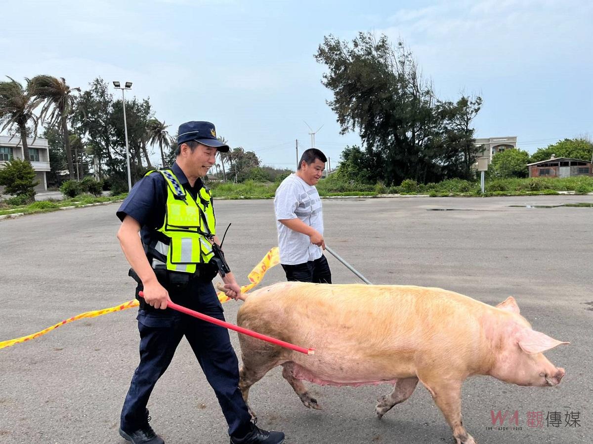 上百公斤母豬逃家逛大街 臺西巡警臨場發揮助返家 - https://www.watchmedia01.com