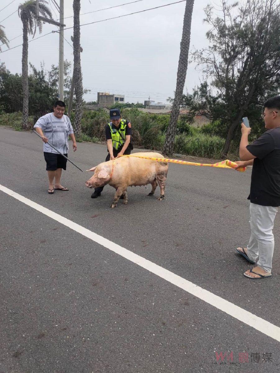 上百公斤母豬逃家逛大街 臺西巡警臨場發揮助返家 - https://www.watchmedia01.com