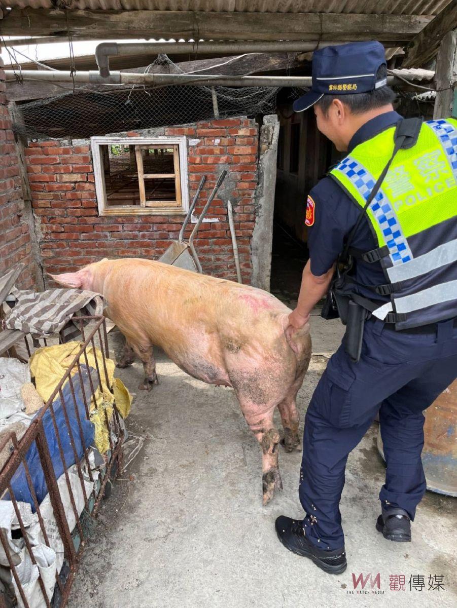 上百公斤母豬逃家逛大街 臺西巡警臨場發揮助返家 - https://www.watchmedia01.com