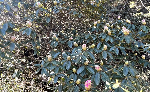 合歡山杜鵑花季展開囉了 春暖花開正當時 - https://www.watchmedia01.com
