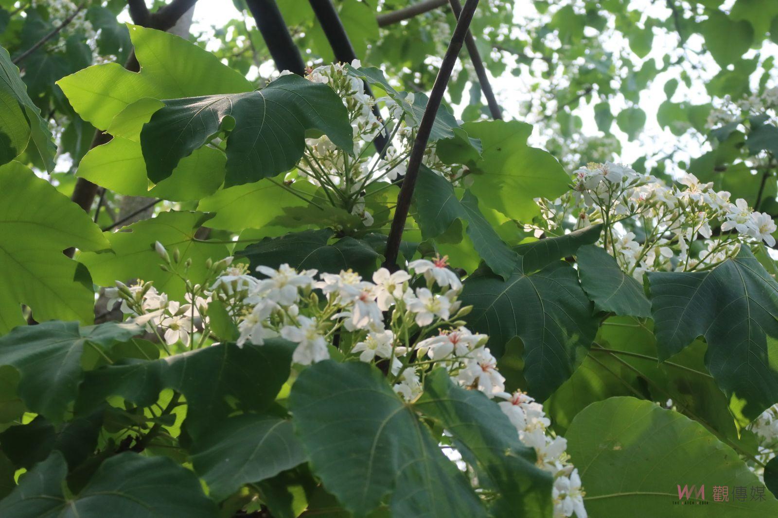 （有影片）／2024客家桐花祭隆重開幕！彰化福田邀您共賞桐花海洋 - https://www.watchmedia01.com