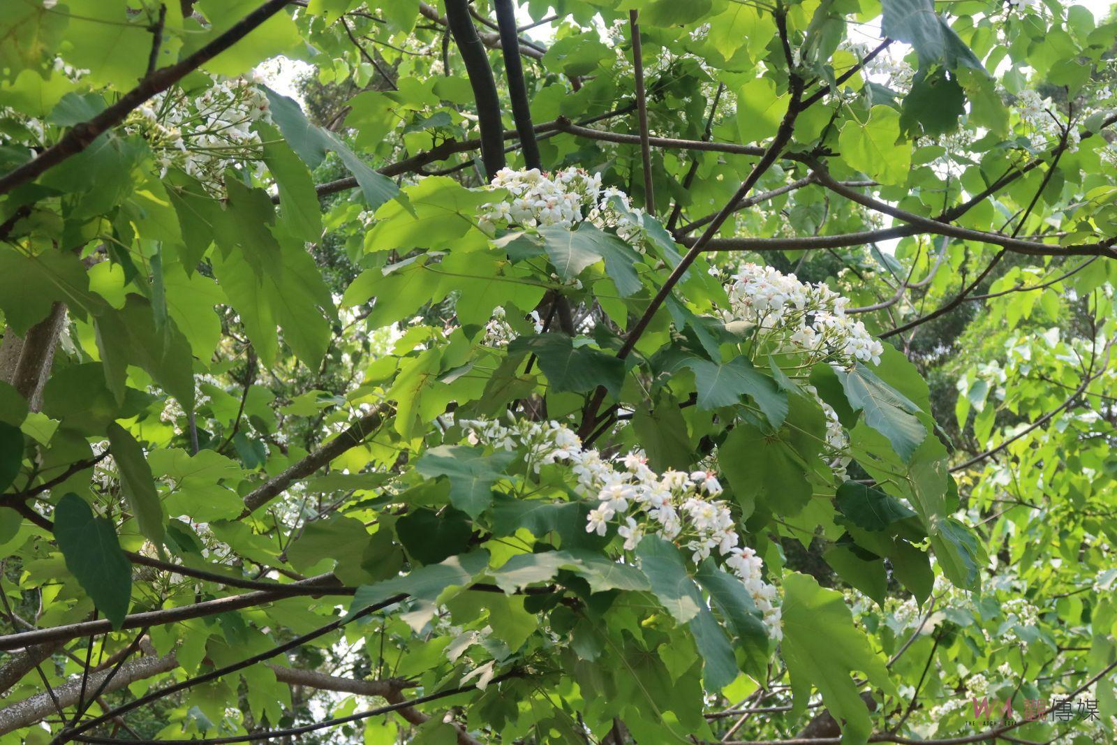 （有影片）／2024客家桐花祭隆重開幕！彰化福田邀您共賞桐花海洋 - https://www.watchmedia01.com