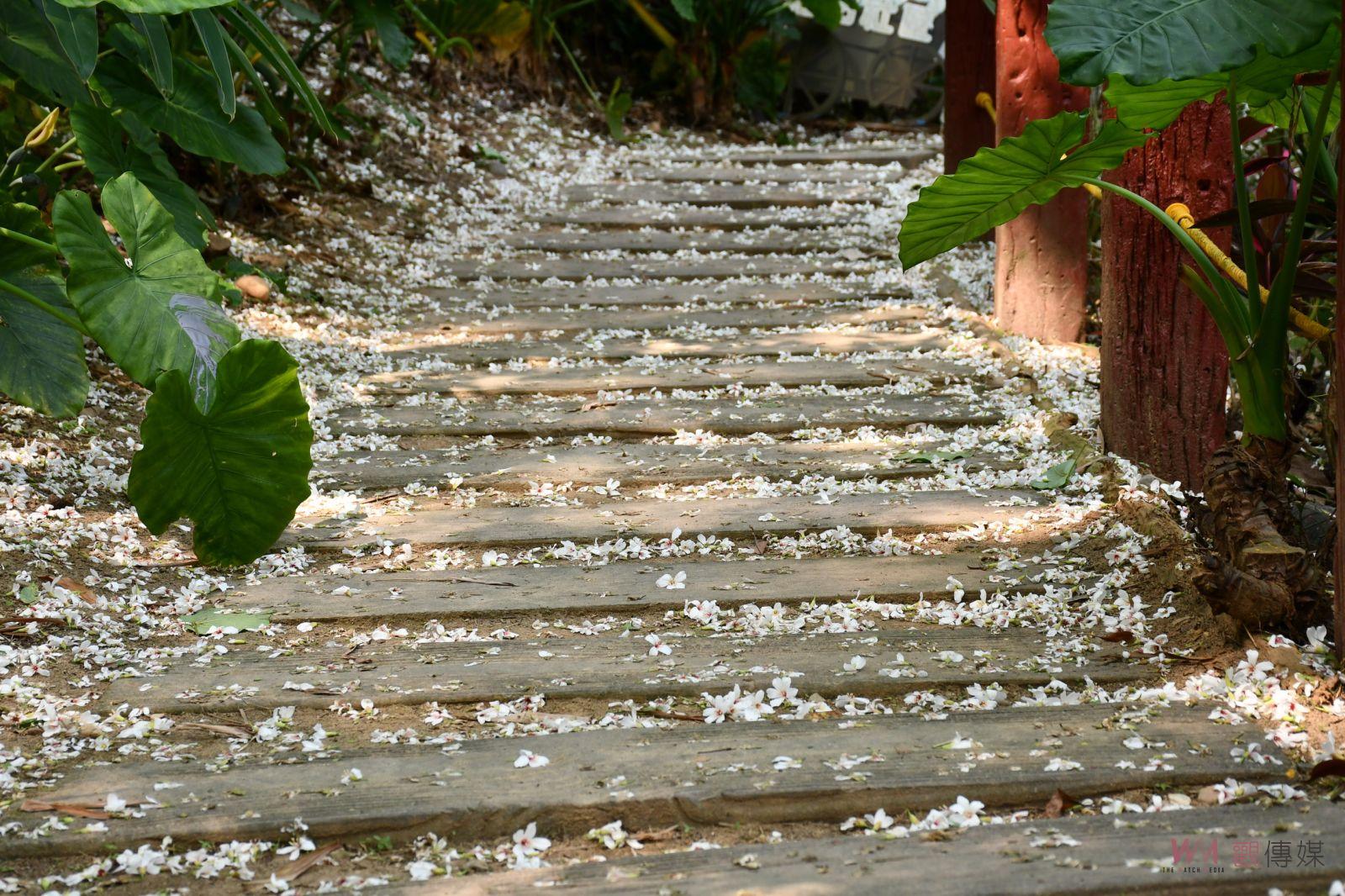 (有影片)/2024客家桐花祭隆重開幕!彰化福田邀您共賞桐花海洋 - https://www.watchmedia01.com