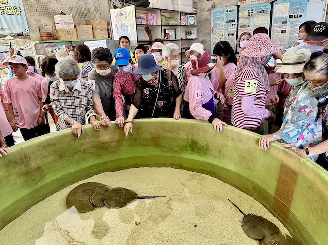 嘉縣府帶領長輩入校園　讓老幼共學「鱟」延續生命體悟 - https://www.watchmedia01.com