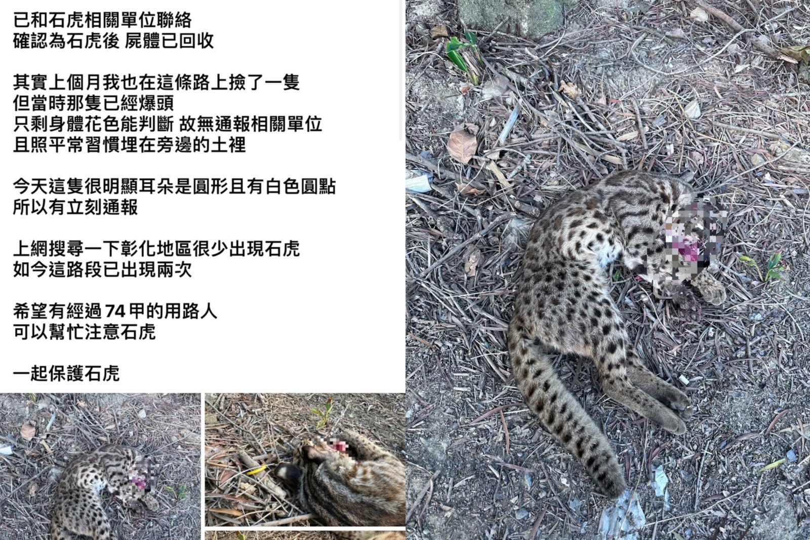石虎遭路殺！花壇東外環道一隻石虎遭爆頭路殺 - https://www.watchmedia01.com