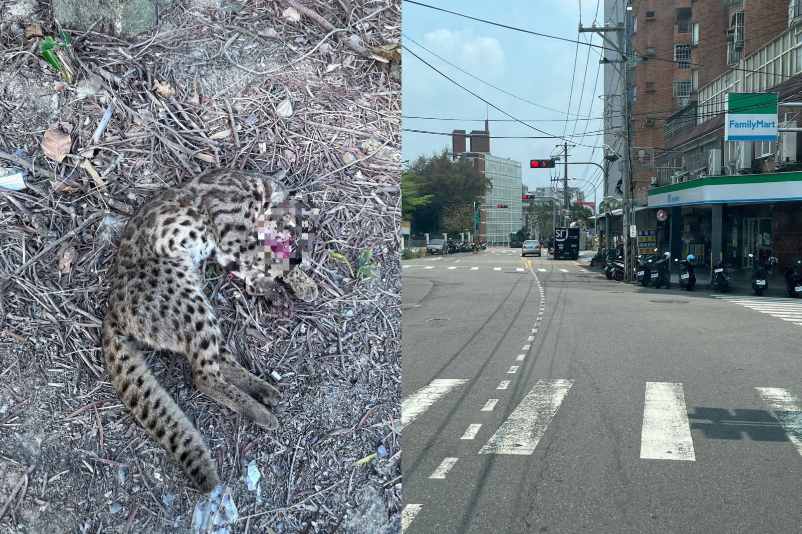 石虎遭路殺！花壇東外環道一隻石虎遭爆頭路殺 - https://www.watchmedia01.com