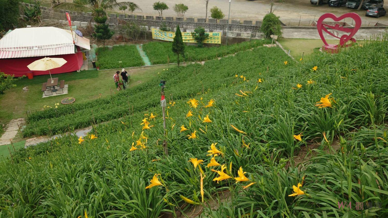 那ㄟ安捏！虎山巖金針花盛況遲未現：彰化花壇遊客感失望 - https://www.watchmedia01.com