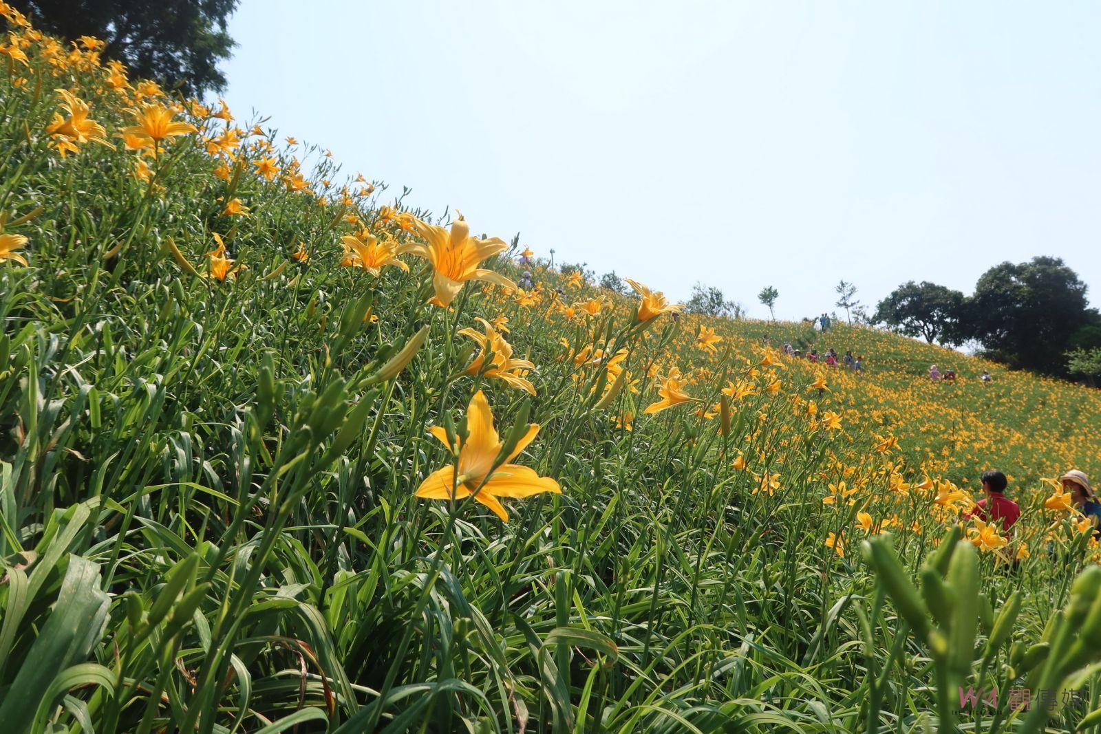 （有影片）／金黃色花毯好療癒！花壇虎山巖金針花大爆「花」 - https://www.watchmedia01.com