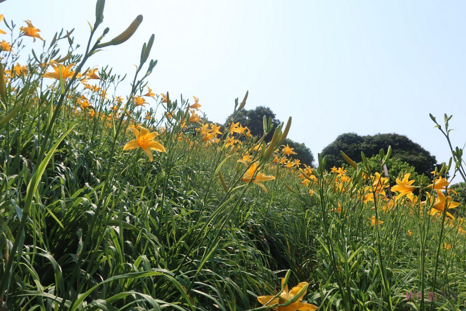 （有影片）／金黃色花毯好療癒！花壇虎山巖金針花大爆「花」 - https://www.watchmedia01.com