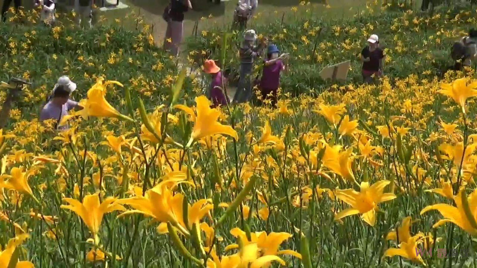（有影片）／虎山巖金針花園區遭破壞！遊客無視封鎖線進入花叢拍照 - https://www.watchmedia01.com