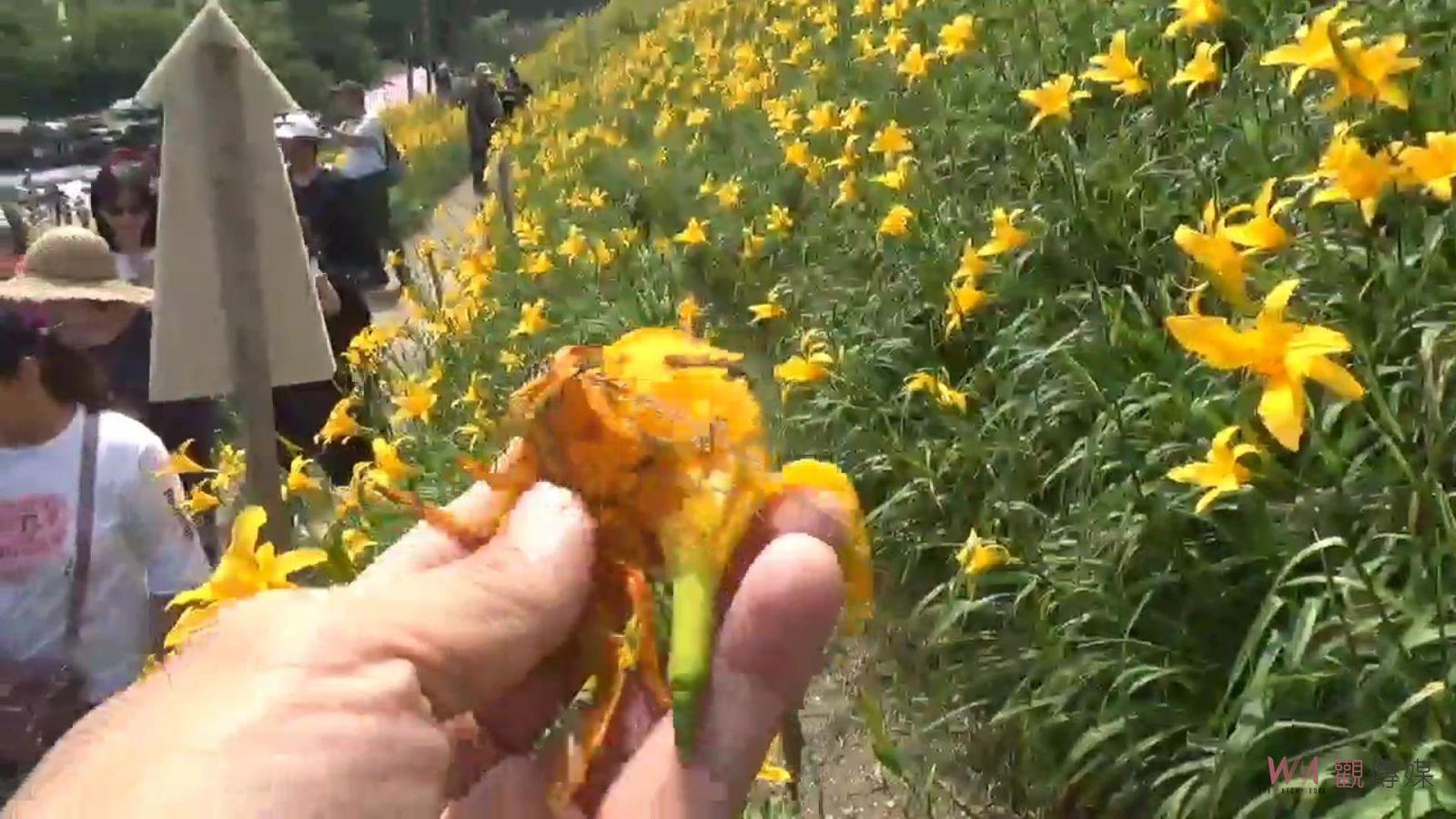 （有影片）／虎山巖金針花園區遭破壞！遊客無視封鎖線進入花叢拍照 - https://www.watchmedia01.com