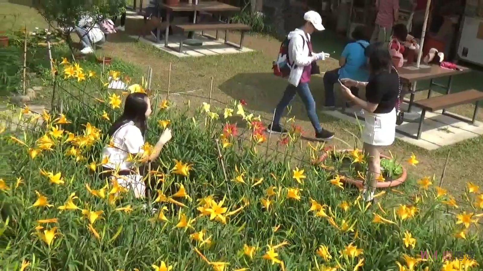 （有影片）／虎山巖金針花園區遭破壞！遊客無視封鎖線進入花叢拍照 - https://www.watchmedia01.com