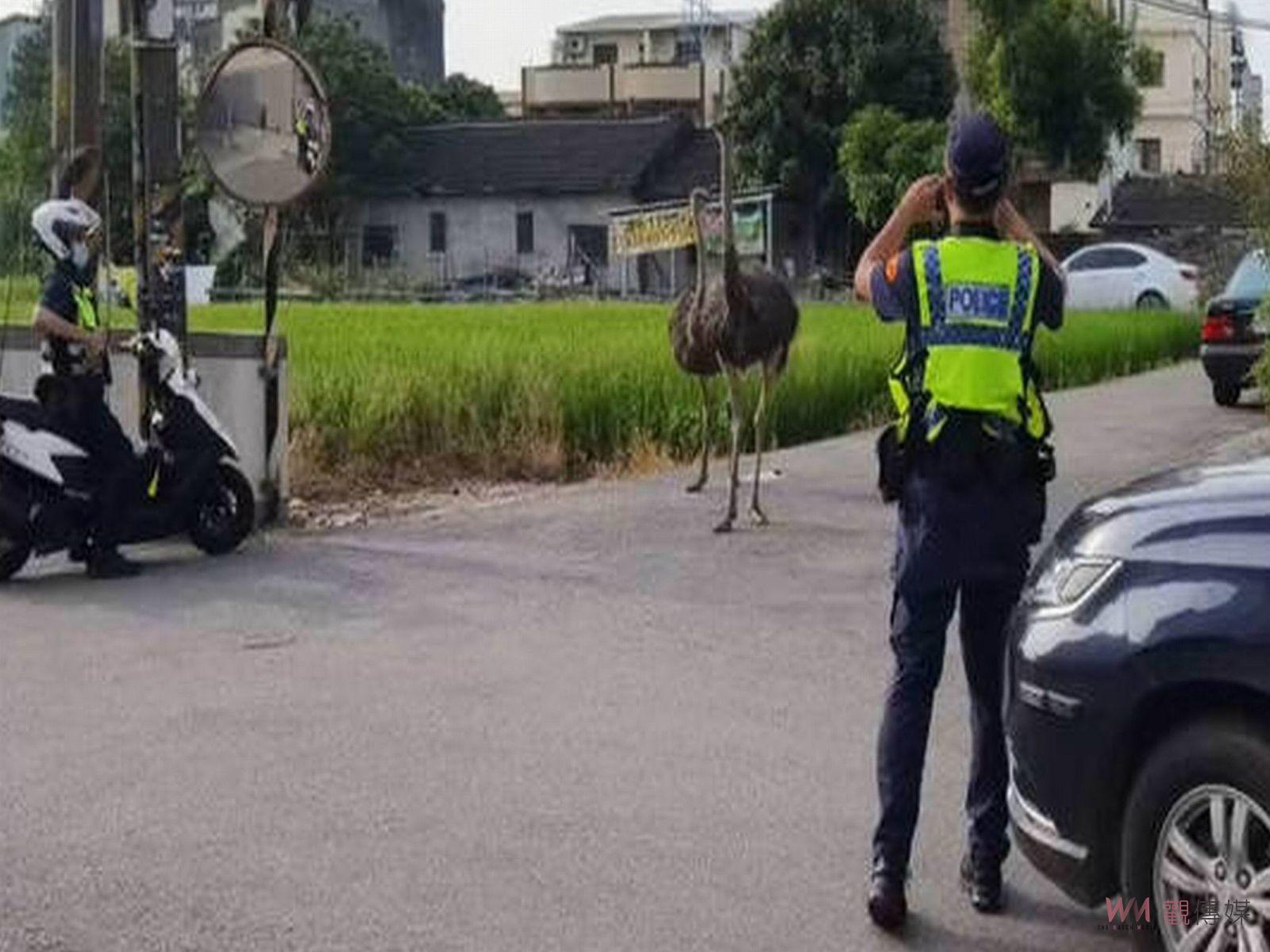 （有影片）／鴕鳥突逃亡至台中市　引發追逐戰　飼主用罰單領回 - https://www.watchmedia01.com