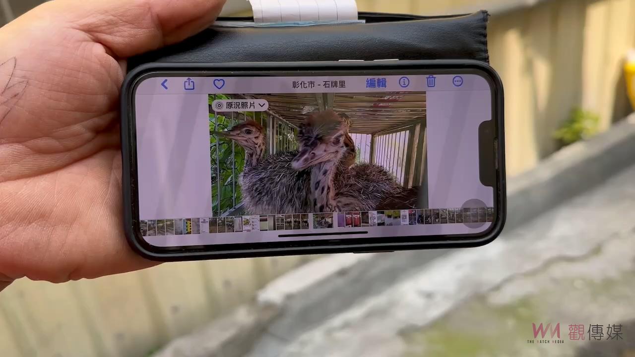 （有影片）／鴕鳥突逃亡至台中市　引發追逐戰　飼主用罰單領回 - https://www.watchmedia01.com