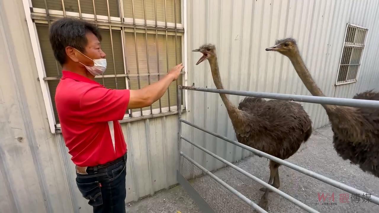 （有影片）／鴕鳥突逃亡至台中市　引發追逐戰　飼主用罰單領回 - https://www.watchmedia01.com