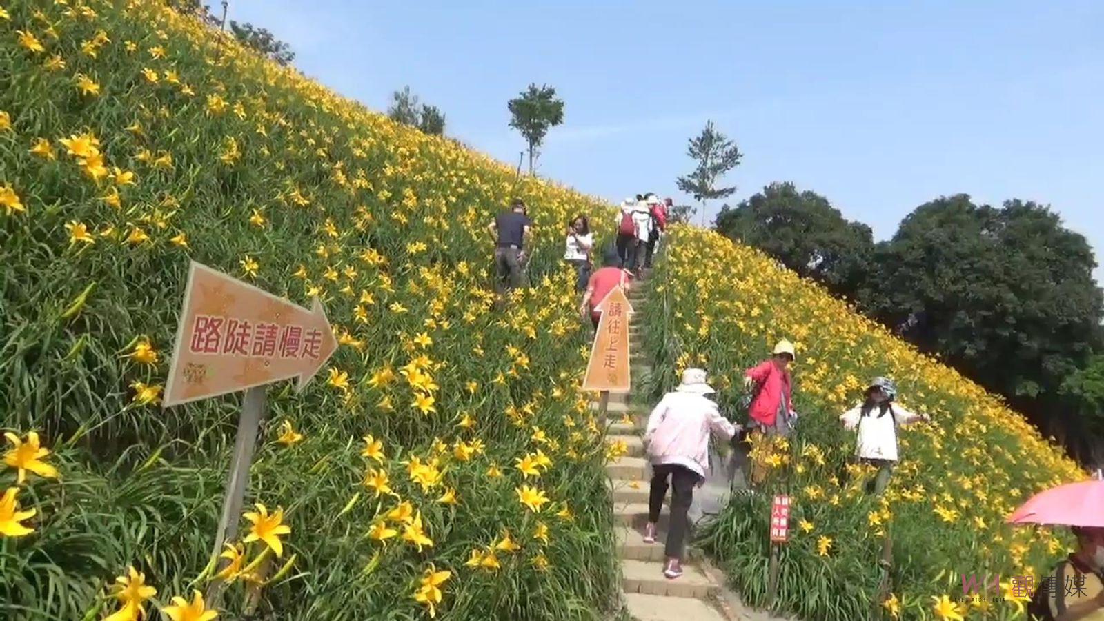 （有影片）／花海驚艷眾人　虎山巖金針花迎接母親節賞花熱潮 - https://www.watchmedia01.com