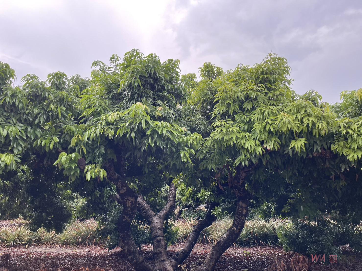 荔枝悲歌！疑受氣候異常影響　彰化荔枝產量大減　糯米荔枝全倒 - https://www.watchmedia01.com