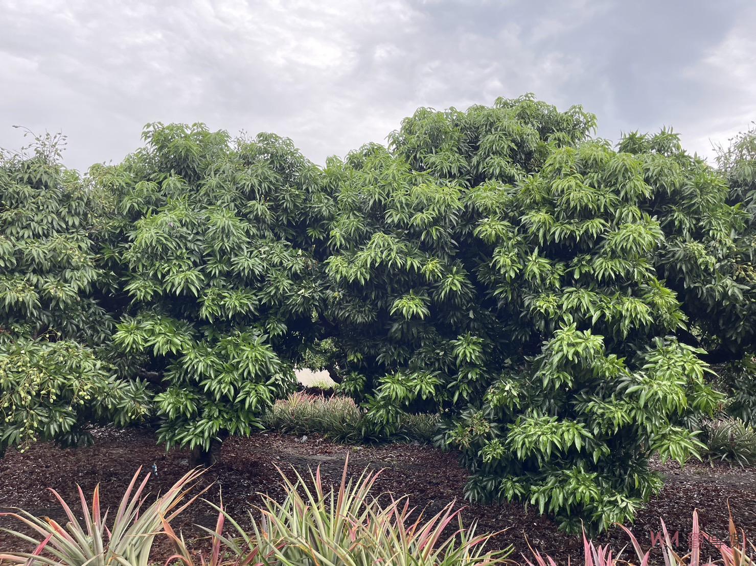 荔枝悲歌！疑受氣候異常影響　彰化荔枝產量大減　糯米荔枝全倒 - https://www.watchmedia01.com