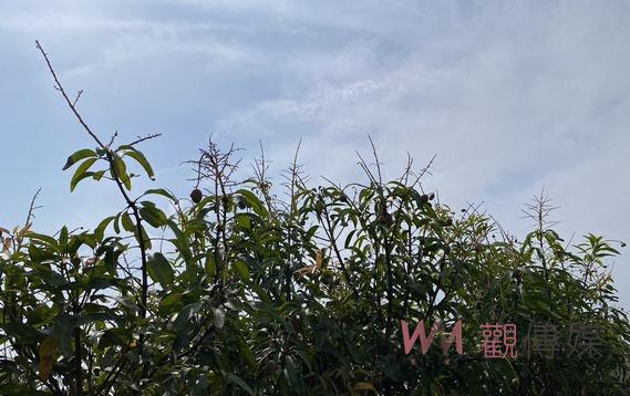 嘉義縣芒果低溫災損現金救助 5月28日至6月6日開放申請 - https://www.watchmedia01.com