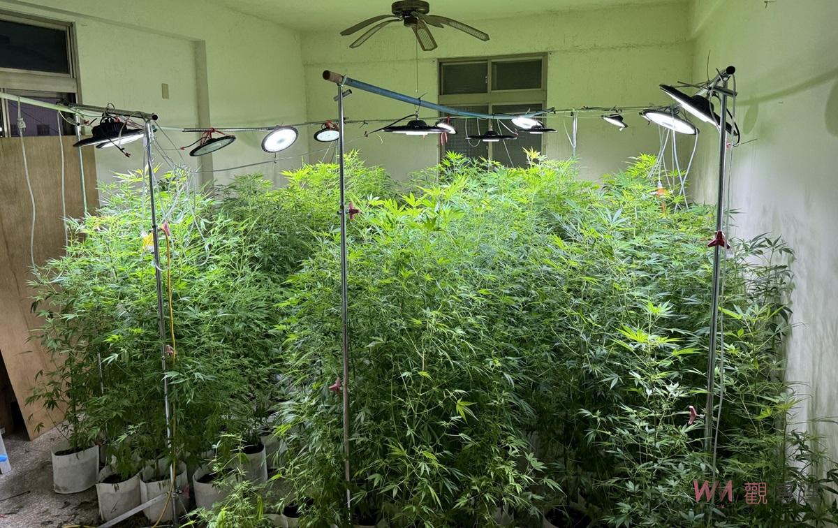 （有影片）／雲林檢警聯手破獲大麻工廠　市價1億3千多萬三嫌遭起訴 - https://www.watchmedia01.com