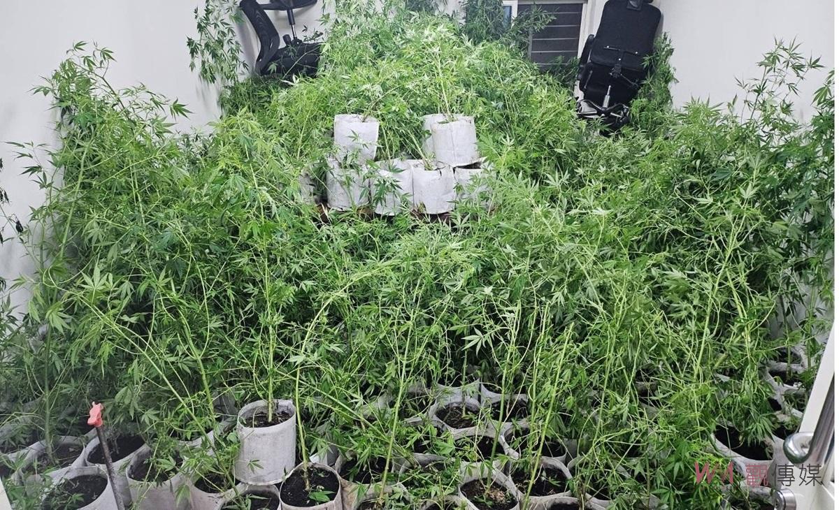 （有影片）／雲林檢警聯手破獲大麻工廠　市價1億3千多萬三嫌遭起訴 - https://www.watchmedia01.com