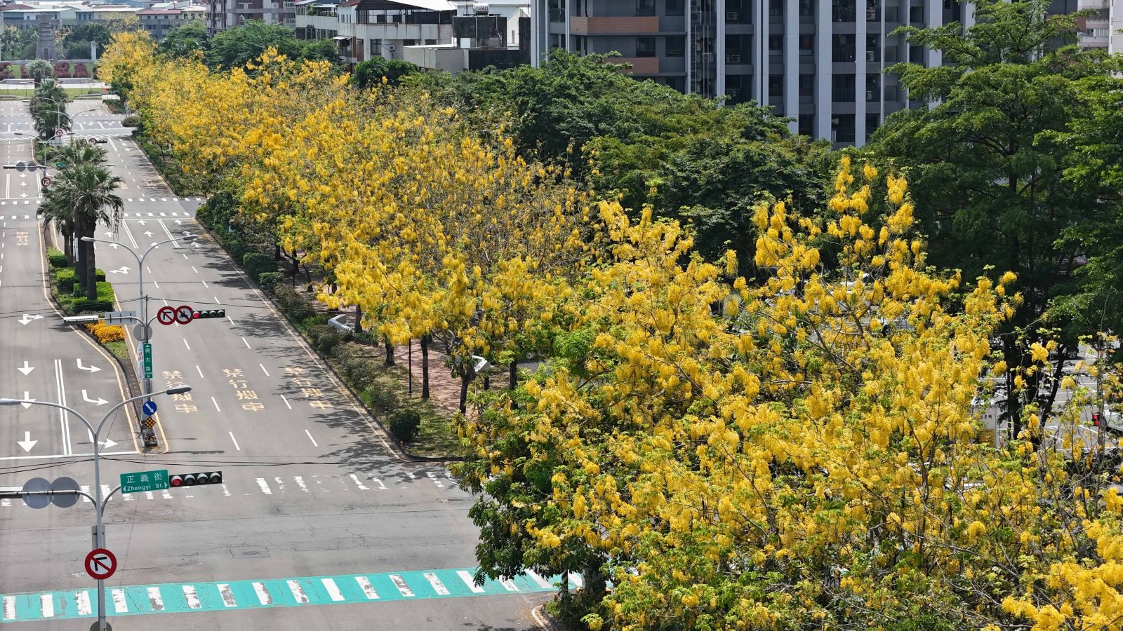 開啟「金黃色嘉年華」 台中市區阿勃勒盛開美炸！ - https://www.watchmedia01.com