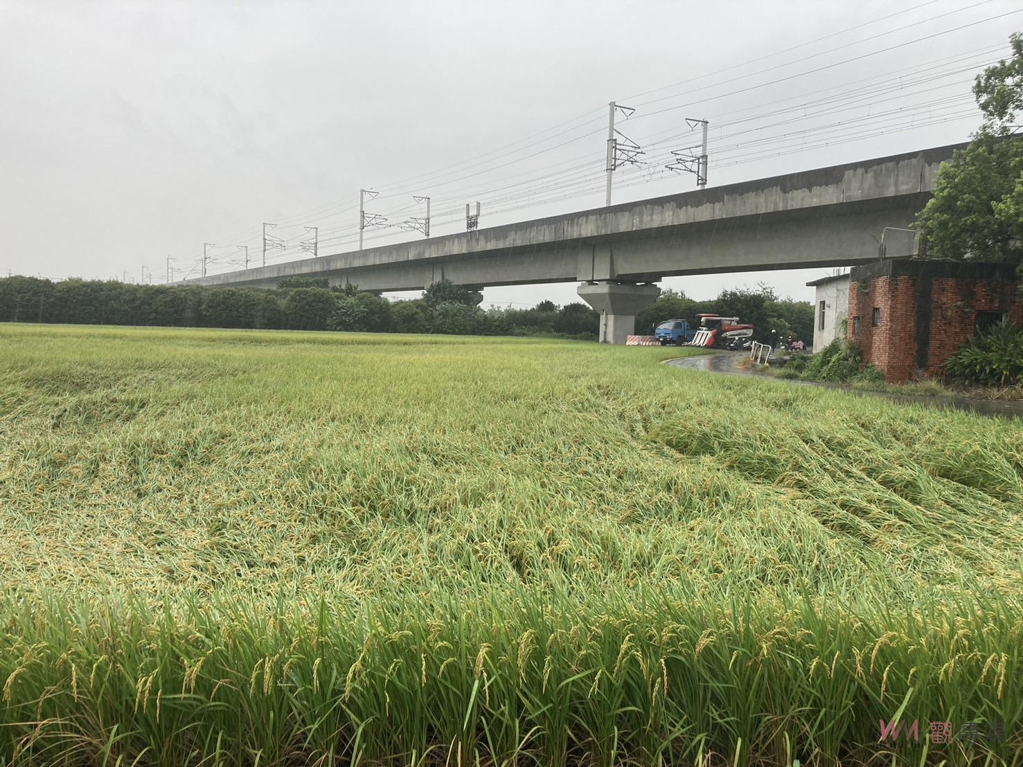 稻穗飽滿！彰化縣水稻田倒伏　農民憂心收成受損 - https://www.watchmedia01.com