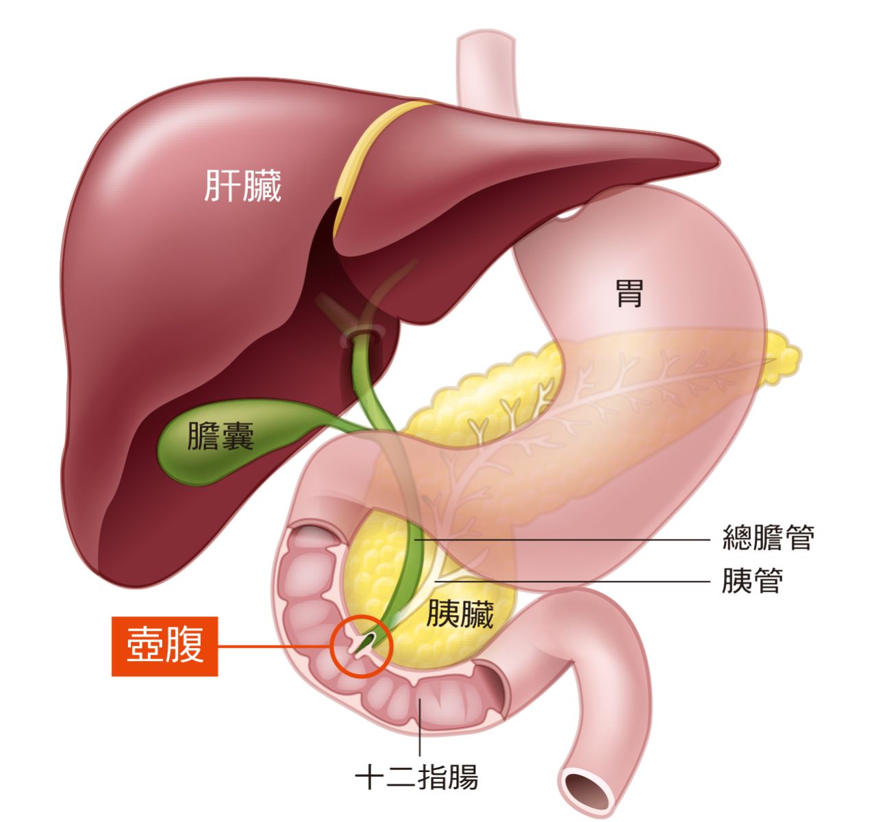 （有影片）／員榮醫院治療十二指腸壺腹癌　壺腹癌早期發現的重要性 - https://www.watchmedia01.com