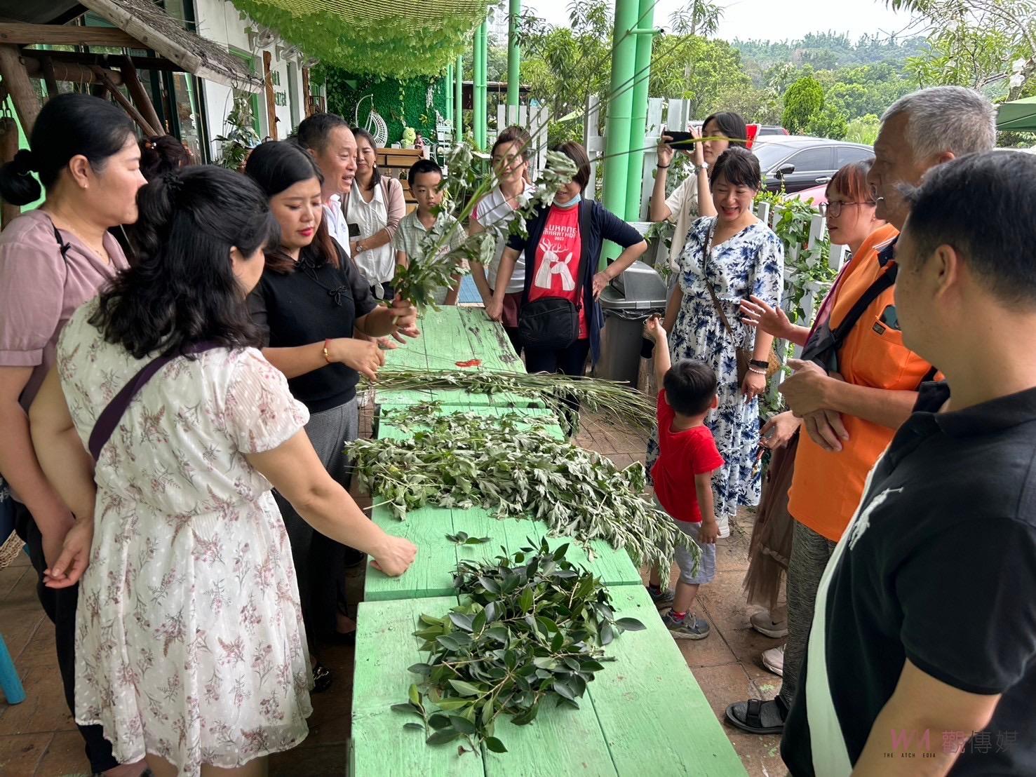 （有影片）／揭艾草3大功效　驅邪、避毒、入菜妙用無窮 - https://www.watchmedia01.com
