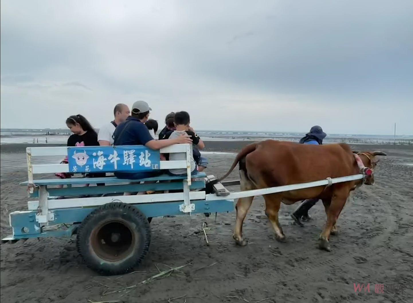 「海牛」採蚵　全國唯一海牛文化　王惠美拜訪芳苑養牛達人 - https://www.watchmedia01.com