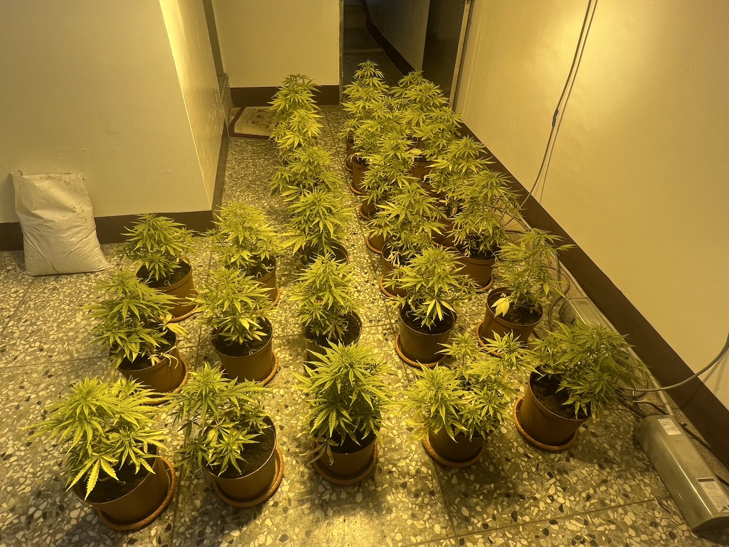 （有影片）／怪味道！和美鎮透天厝藏匿大麻栽培行動曝光 - https://www.watchmedia01.com