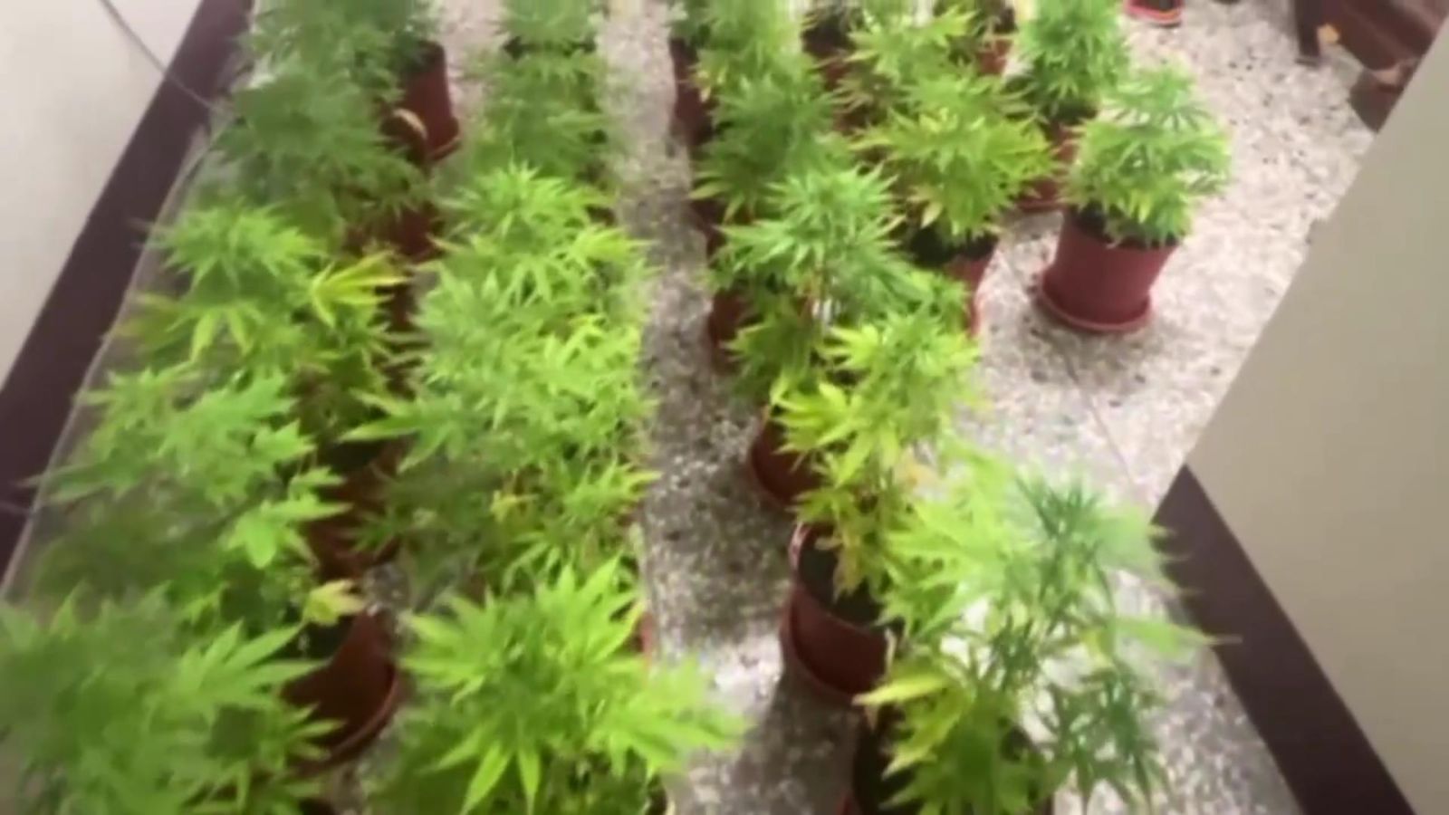 （有影片）／怪味道！和美鎮透天厝藏匿大麻栽培行動曝光 - https://www.watchmedia01.com