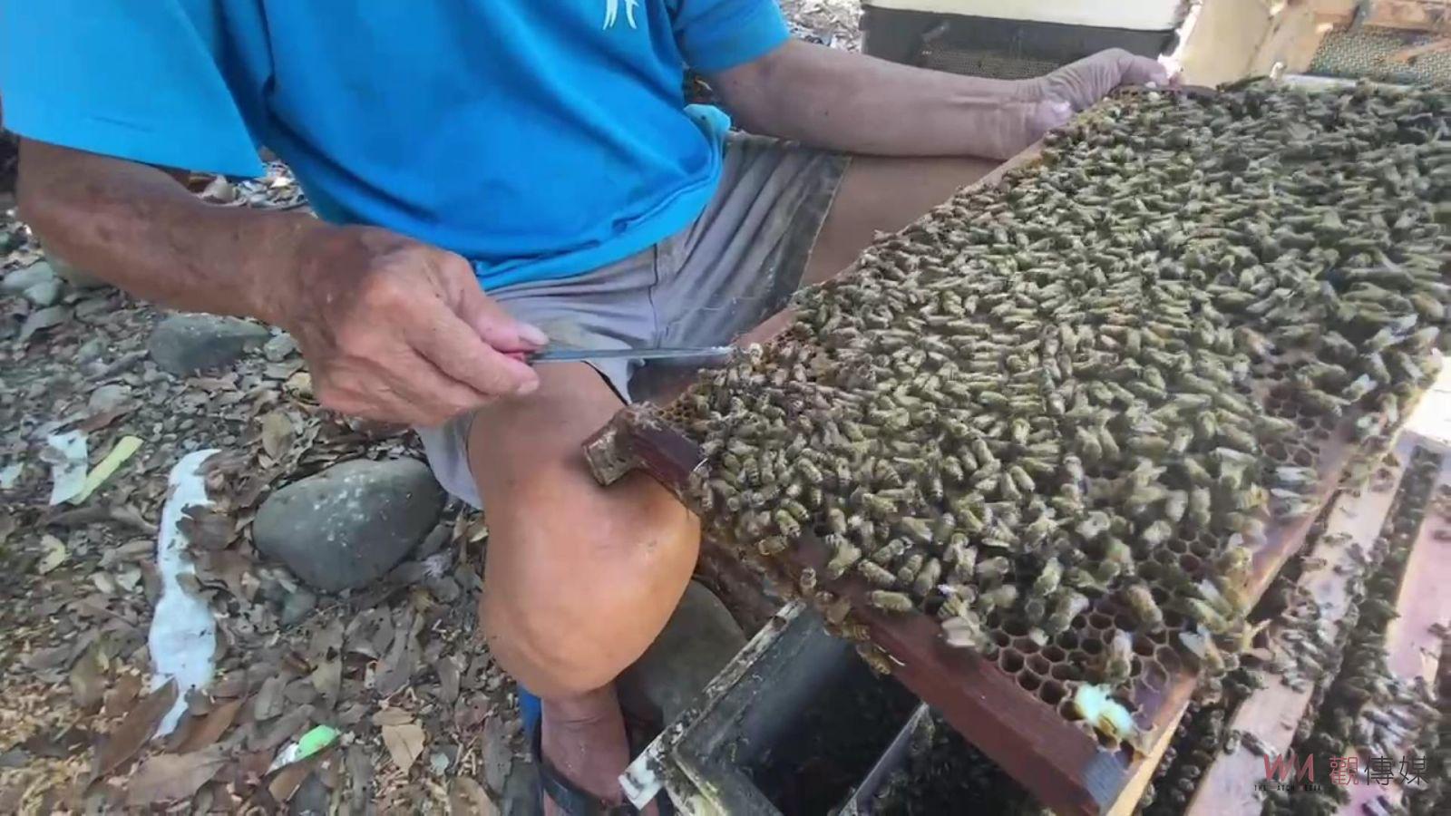 （有影片）／極端天氣打擊蜂蜜產業　蜂蜜產量創歷史新低　蜂蜜價格飆升 - https://www.watchmedia01.com