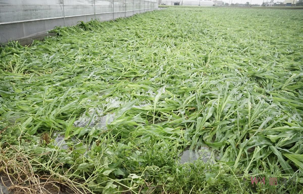 （有影片）／卓榮泰冒雨視察雲林農損水利　地方建議簡化補助流程速復耕 - https://www.watchmedia01.com