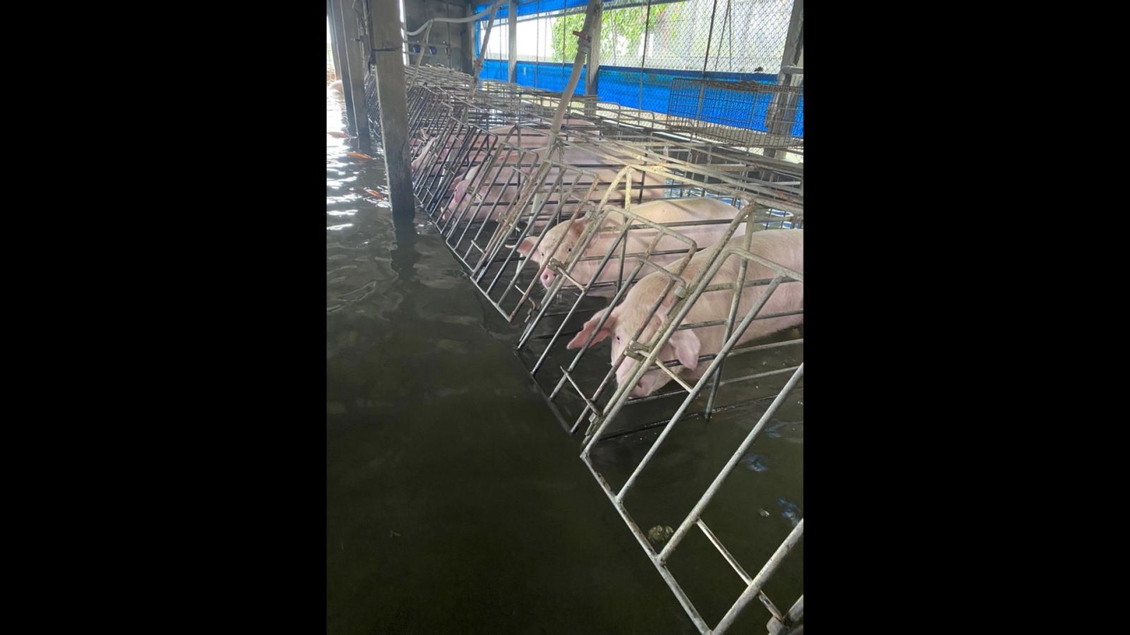 凱米颱風導致彰化13鄉鎮市淹水　　畜牧業納全品項現金救助 - https://www.watchmedia01.com