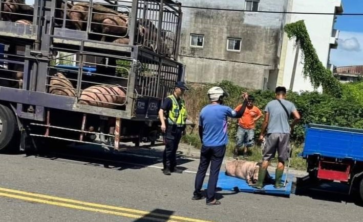 豬隻大逃脫！　臺西警與駕駛齊力“護豬”化解路面危機 - https://www.watchmedia01.com