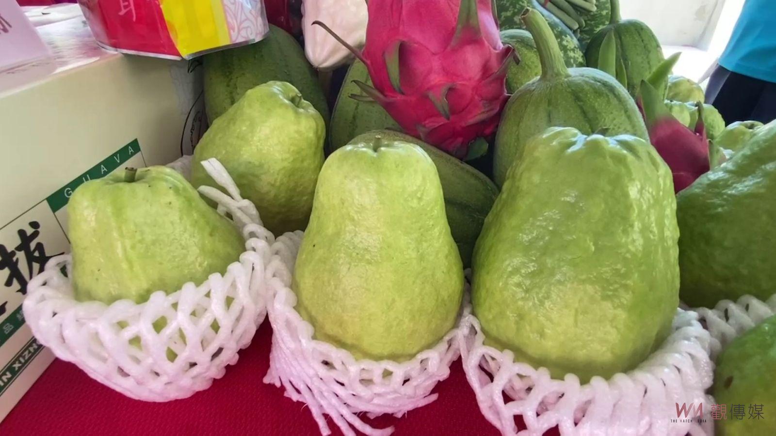 （有影片）／天價芭樂　凱米颱風後價格飆漲　溪州鄉芭樂產量僅剩一成 - https://www.watchmedia01.com