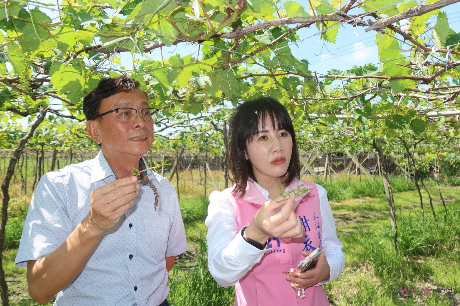 （有影片）／火燒「芯」　秋季高溫導致葡萄冬果傳出災損　葡萄穗紛紛枯萎凋零 - https://www.watchmedia01.com