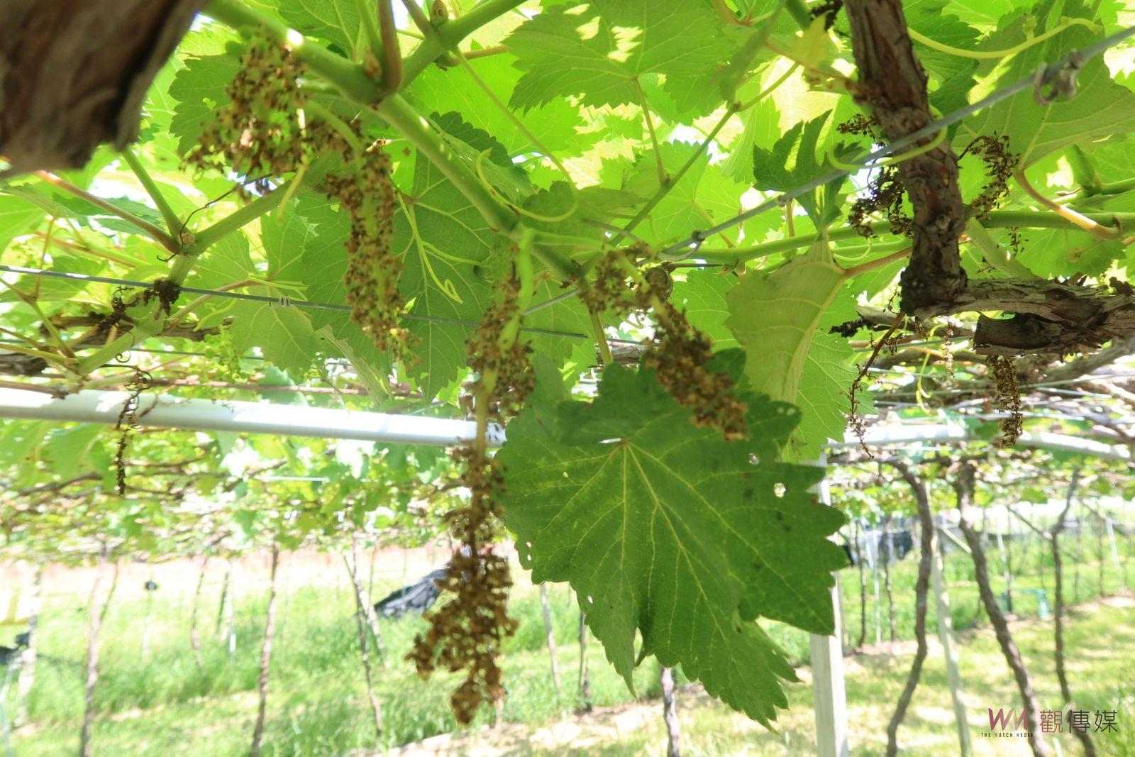 （有影片）／火燒「芯」　秋季高溫導致葡萄冬果傳出災損　葡萄穗紛紛枯萎凋零 - https://www.watchmedia01.com
