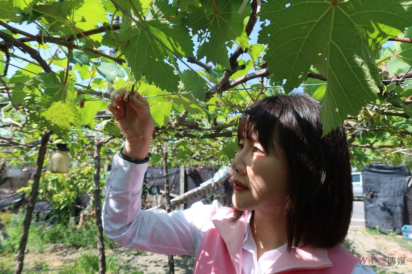 （有影片）／火燒「芯」　秋季高溫導致葡萄冬果傳出災損　葡萄穗紛紛枯萎凋零 - https://www.watchmedia01.com