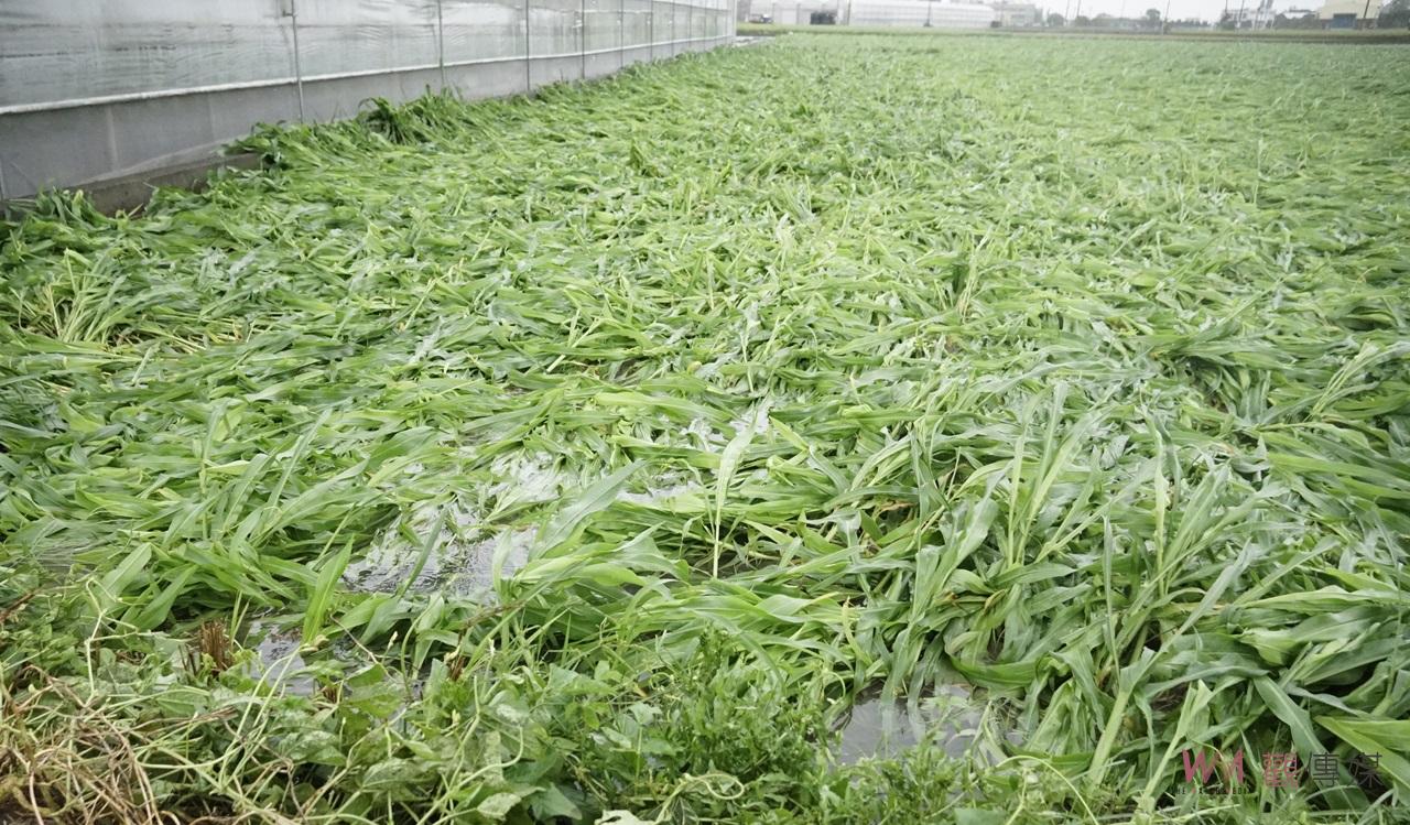 （有影片）／水林鄉兩期玉米種植連遭天災　農民請求政府專案補助 - https://www.watchmedia01.com