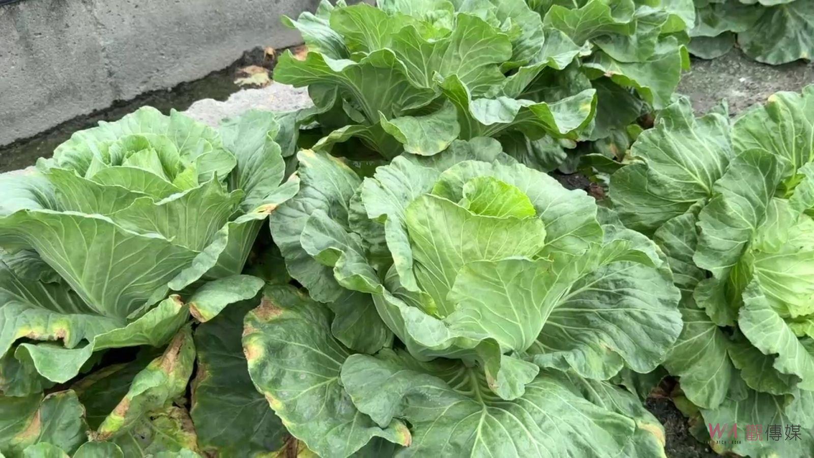 （有影片）／山陀兒颱風來襲　菜農幫高麗菜蓋被子做好防颱減少損失 - https://www.watchmedia01.com
