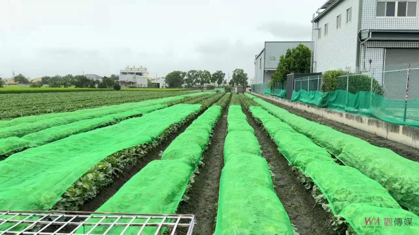 （有影片）／山陀兒颱風來襲　菜農幫高麗菜蓋被子做好防颱減少損失 - https://www.watchmedia01.com