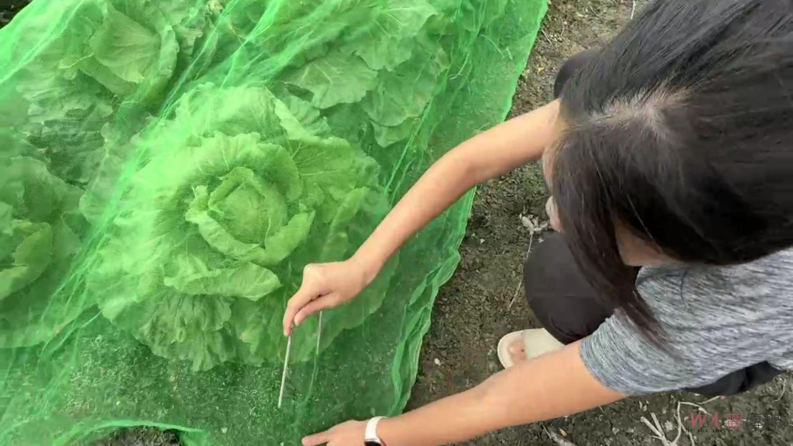 （有影片）／山陀兒颱風來襲　菜農幫高麗菜蓋被子做好防颱減少損失 - https://www.watchmedia01.com