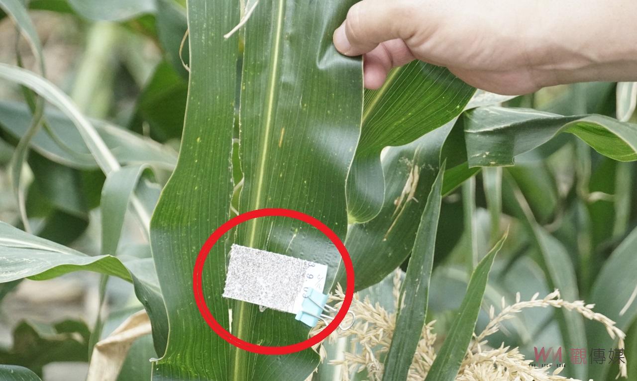 （有影片）／生物防治與碳匯技術齊頭並進　褒忠鄉農業示範專區帶動農業創新 - https://www.watchmedia01.com