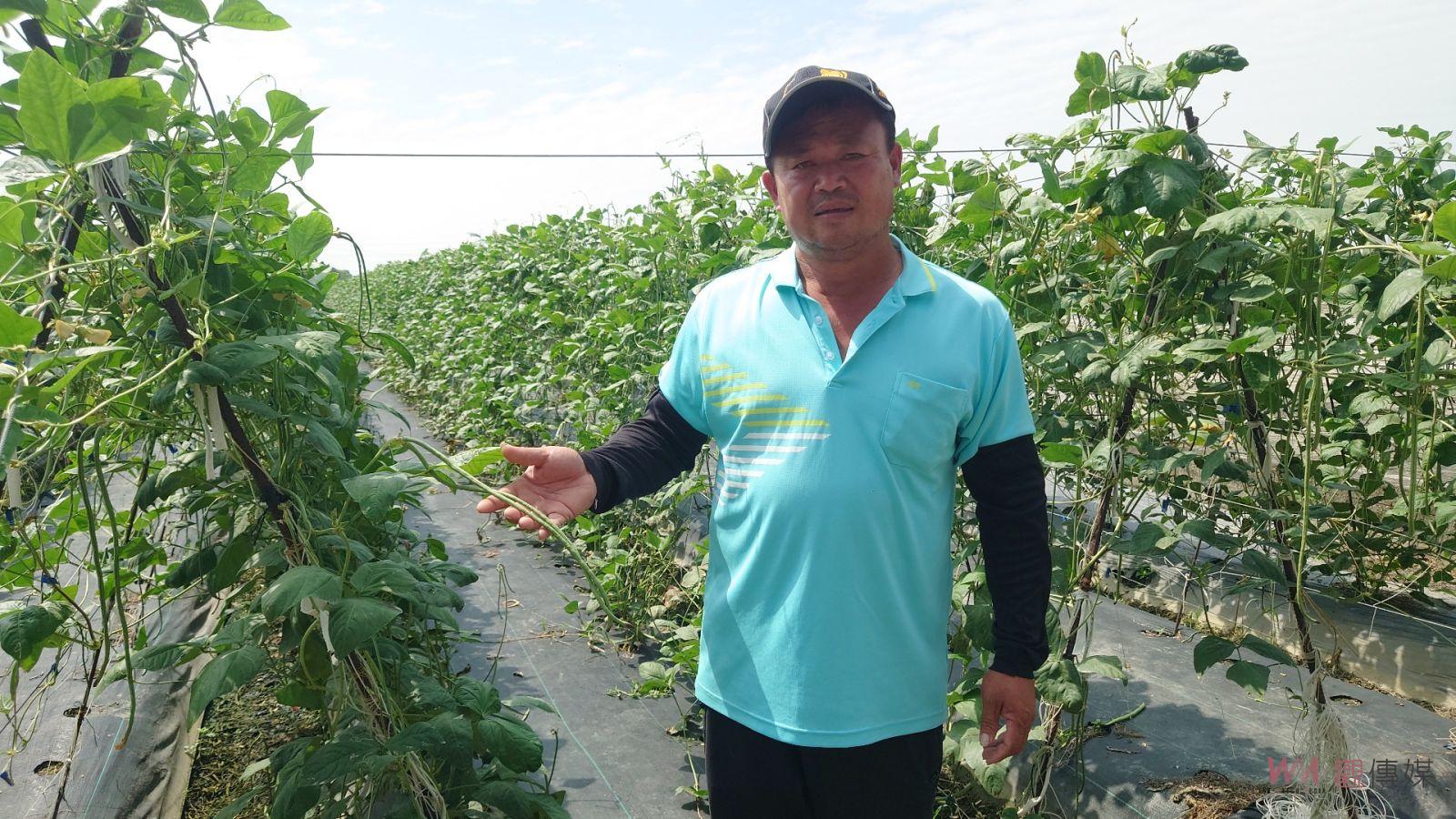 （有影片）／颱風後菜價飆漲　溪州鄉農作物頻遭竊　農民怒斥小偷囂張 - https://www.watchmedia01.com