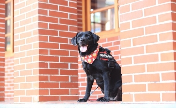 中市4警犬光榮退役　市警局招募「養父母」延續愛 - https://www.watchmedia01.com