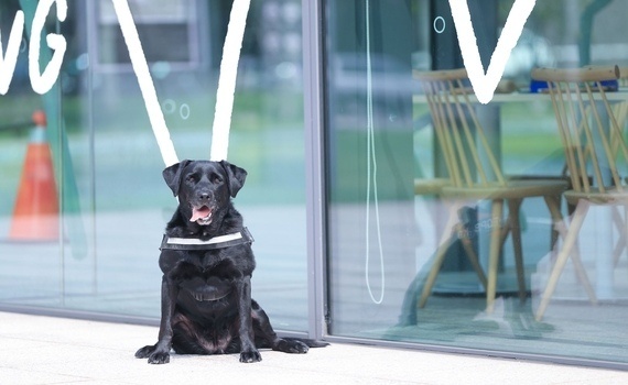 中市4警犬光榮退役　市警局招募「養父母」延續愛 - https://www.watchmedia01.com