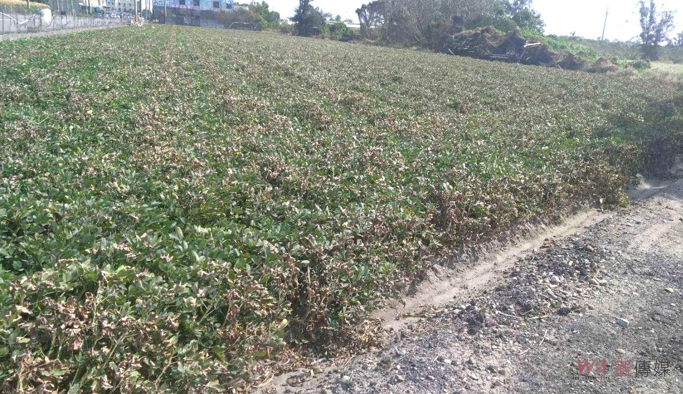 雲林縣4鄉鎮啟動農業災害救助　落花生及硬質玉米受山陀兒颱風影響可申請現金補助 - https://www.watchmedia01.com